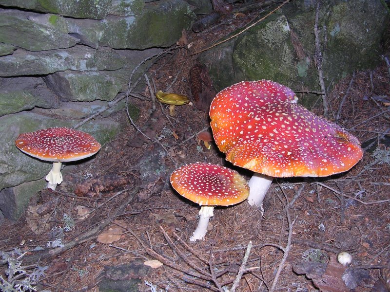 Amanita crocea, la Regina del Bosco